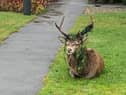 Bob the Festive Stag pictured yesterday morning sitting in the residential Bowman Court at the hospital in Mull.