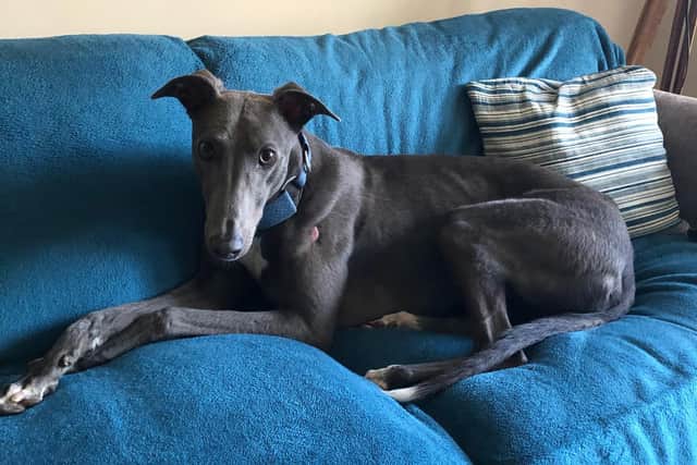 Helen Martin's new greyhound Barney developed a hard, yellow lump on his paw that he kept licking, prompting a trip to the vet