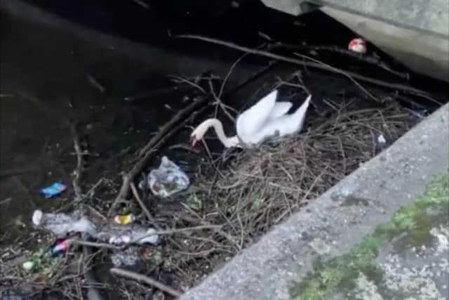 The swan was seen to be struggling to clear its nest of rubbish at the Shore