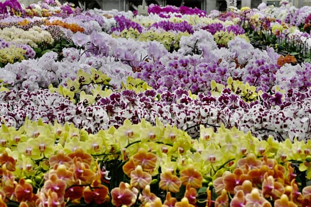 Orchid flowers, like these at a showroom in Taiwan, like to grow together (Picture: Sam Yeh/AFP via Getty Images)