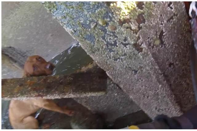 After plunging from a 3m sea wall, Callie the Red Fox Labrador was found by Kinghorn RNLI volunteers stuck under a jetty.