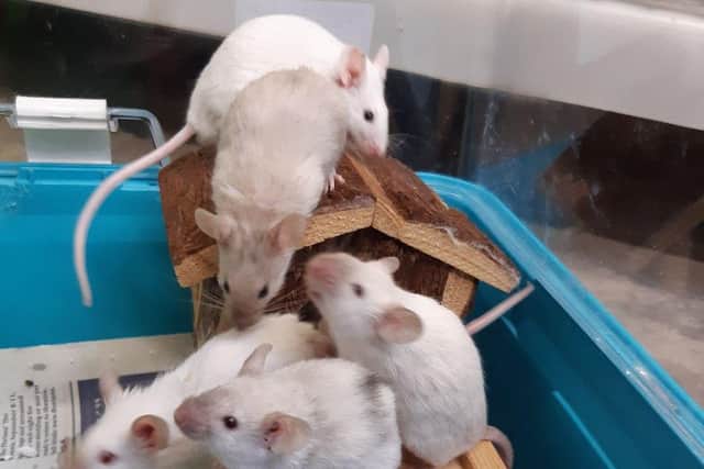 The mice that were found abandoned at a Dalkeith farm.