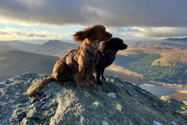 A pair of adorable cocker spaniels have bagged 90 munros in just a year - and love wild camping with their owner who gives them their own sleeping bags. Adventure dogs Hugo (the darker dog), aged five, and Spencer (lighter brown dog), aged two, love running around the hillsides with their owner Hollie Jenkins, 26.