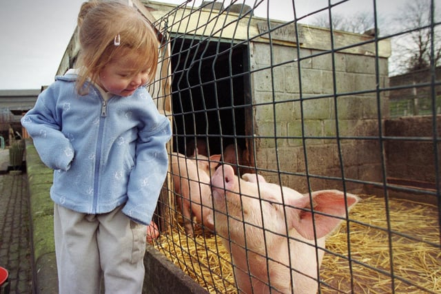 Ellis Thomas aged 2 1/2 with the pigs at Gorgie City Farm, pictured in February 2000.