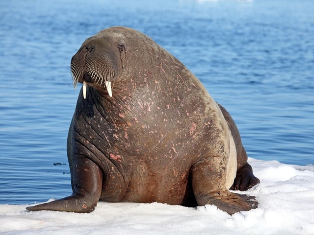 Taking place at various times on 1-5, 9, and 11-12 November, Walrus From Space will see audiences join scientists from Worldwide Fund for Nature (WWF) and British Antarctic Survey (BAS) to discuss the Walrus From Space project. WWF and BAS are asking the public to become ‘Walrus Detectives’ and help contribute to conservation science by searching for walrus in the thousands of satellite images taken from space. The sessions will begin with a presentation from one or more of the scientists leading the project, displaying imagery of walrus in the Arctic, followed by a Q&A with the scientists and the opportunity to take part in the project and become a walrus scientist yourself.