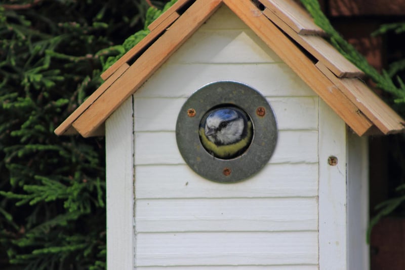 Several of Scotland's most familiar and popular garden birds will start building nests in February - including in nest boxes. Look out for robins and blue tits busily gathering materials and give them a helping hand by leaving out food.