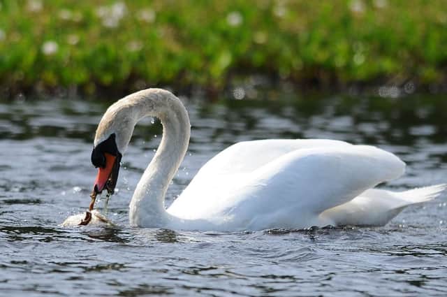 Grains, lettuce and potatoes can be used to feed swans, according to the RSPB (Picture: Michael Gillen)