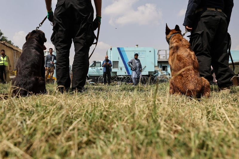 Handlers training dogs which were left behind during last month's chaotic evacuations from Afghanistan, in a makeshift training centre at the airport in Kabul. - While it is unclear who the dogs belonged to, many were found in the section of the airport that was used by American forces, and some are trained to sniff out explosives, their new handlers say.