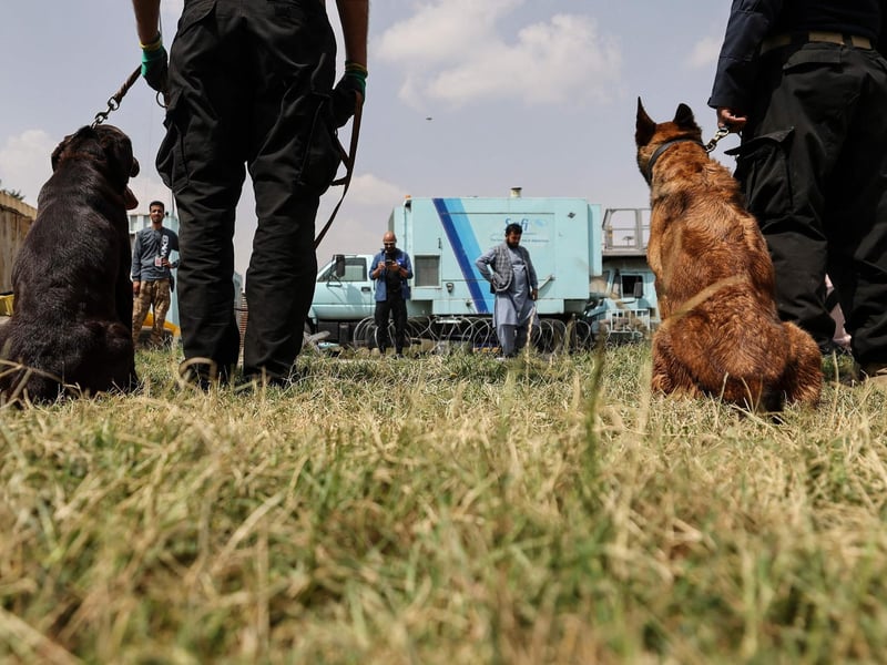 Handlers training dogs which were left behind during last month's chaotic evacuations from Afghanistan, in a makeshift training centre at the airport in Kabul. - While it is unclear who the dogs belonged to, many were found in the section of the airport that was used by American forces, and some are trained to sniff out explosives, their new handlers say.