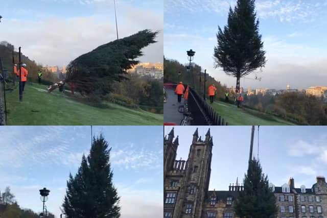 Conifox Adventure Park are supplying the 60ft tree which will sit atop the Mound this year