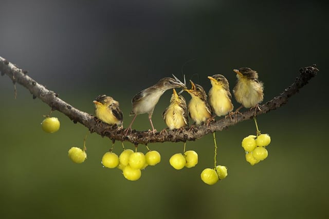 A mother lines up her small fluffy chicks to feed them breakfast to fuel the day ahead, taken by Dikye Ariani in Jakarta, Indonesia