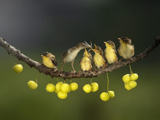 A mother lines up her small fluffy chicks to feed them breakfast to fuel the day ahead, taken by Dikye Ariani in Jakarta, Indonesia