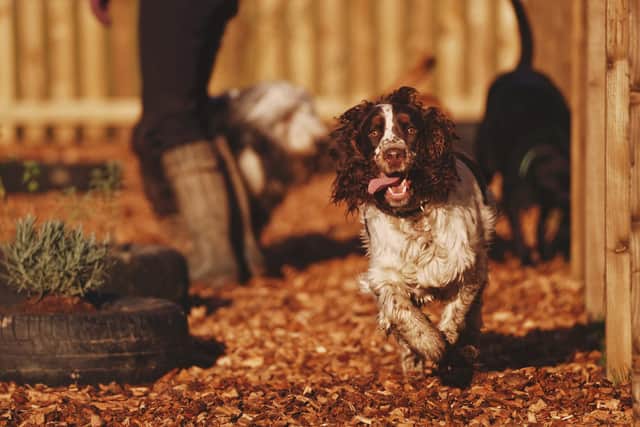 Sandpits on site offer digging opportunities while varied surfaces, including wood chippings and gravel areas, provide a range of textures for paws