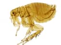 Being infested with parasitic fleas is extremely unpleasant (Picture: Olha Schedrina/The Natural History Museum, Creative Commons via Wikimedia Commons)