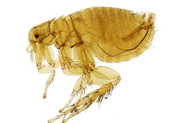 Being infested with parasitic fleas is extremely unpleasant (Picture: Olha Schedrina/The Natural History Museum, Creative Commons via Wikimedia Commons)
