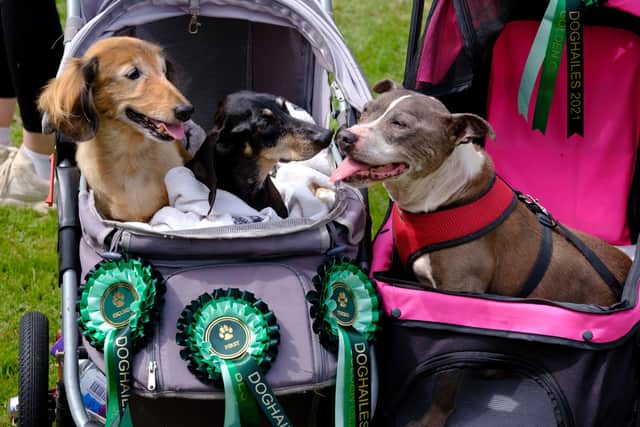 Freya, Rolo and Henry enjoying the 2021 Doghailes dog show at Newhailes House, a National Trust for Scotland property in Musselburgh, East Lothian.