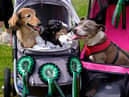 Freya, Rolo and Henry enjoying the 2021 Doghailes dog show at Newhailes House, a National Trust for Scotland property in Musselburgh, East Lothian.