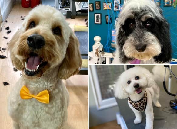 The best dog groomers in Edinburgh, chosen by our readers