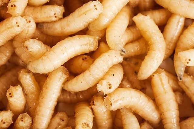 Pupils were horrified when maggots rained down from the ceiling