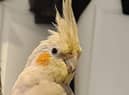 Jack the cockatiel, who travelled 200 miles from her home in Prestonpans to Yorkshire.