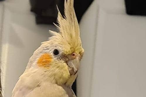 Jack the cockatiel, who travelled 200 miles from her home in Prestonpans to Yorkshire.
