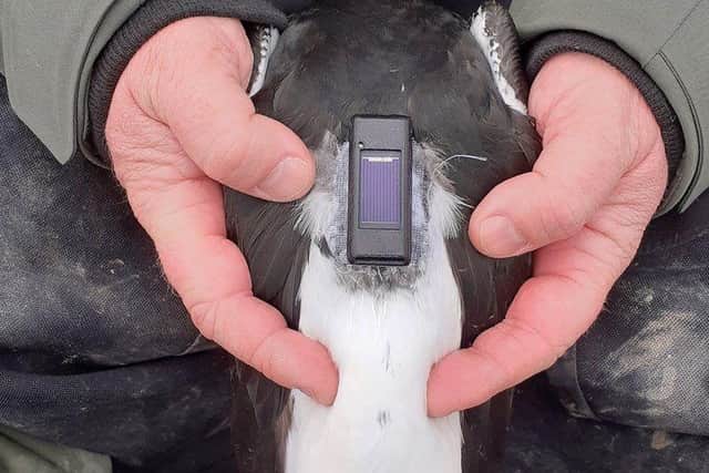The small plastic tags are powered by miniature solar panels and do not hinder the birds in any way
Pic: Steph Trapp