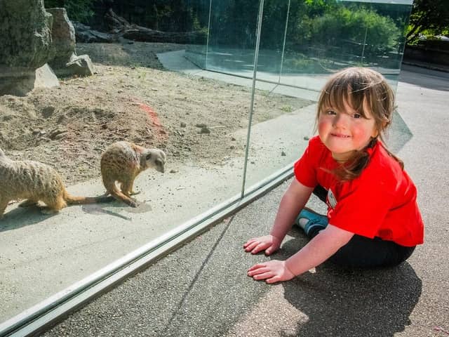 Edinburgh Royal Hospital for Children and Young People patient Rosa Carter with the Edinburgh Zoo meerkats. (Photo: Chris Watt Photography)