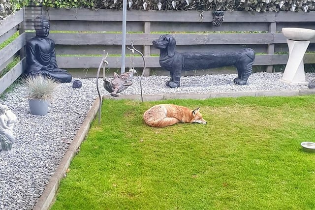 Susan Thomson is lucky enough to get wild foxes in her garden. She said: "One of our beautiful wild foxes feeling safe enough to come have a nap in our garden."