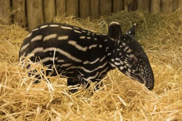 In 2019, Edinburgh Zoo welcomed the arrival of a rare Malayan tapir. The newborn animal was named Megat after a public vote.