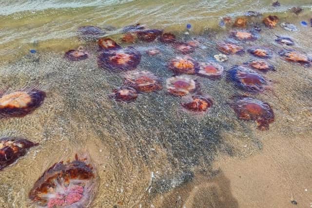 Dozens of jellyfish washed up on Portobello Beach in Edinburgh. (Photo credit: Niomi Fox)