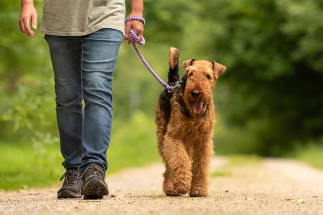 Yes, you can bond over difficulties with your dogs
