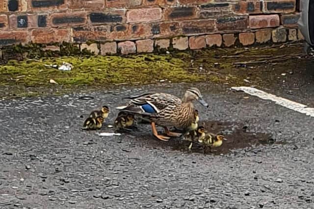 A female duck waddling with her young near Haddington Police Station (Photo: Police Scotland).