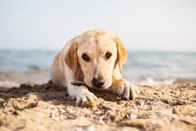 Most dogs love a trip to the beach - but they are not always welcome.