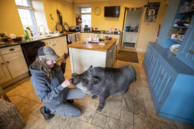 A giant pig weighing 20 stone is living in a house - after being bought as a micropig (Photo: Katielee Arrowsmith).