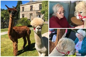 Two alpacas stole the hearts of residents when they visited a care home in the rural village of Penicuik, on the outskirts of Edinburgh.