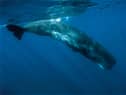 Despite their size, Sperm whales are graceful when they go beneath the surface.