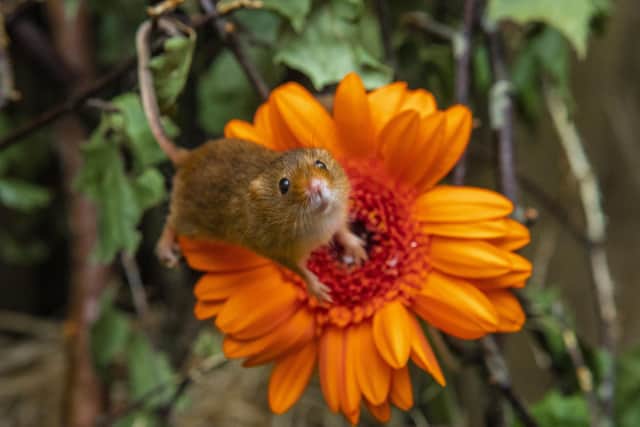 A tiny harvest mouse explore flowers at Almond Valley Heritage Centre in Livingston.