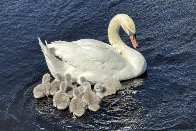 The swan and its cygnets on Edinburgh's Water of Leith (Photos and video: Jon 'Geo' Camp of SOS Leith)