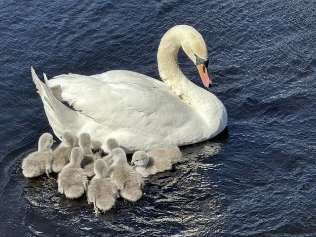 The swan and its cygnets on Edinburgh's Water of Leith (Photos and video: Jon 'Geo' Camp of SOS Leith)