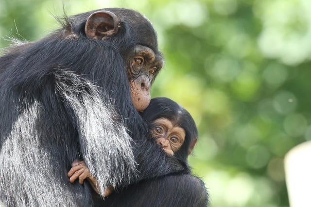 Masindi, a baby Western chimpanzee, was born at Edinburgh Zoo in 2020 - becoming the second chimp born in Scotland for over 20 years. In this photo, the seven-month-old is seen practising her climbing skills with the help of her older brother Velu.