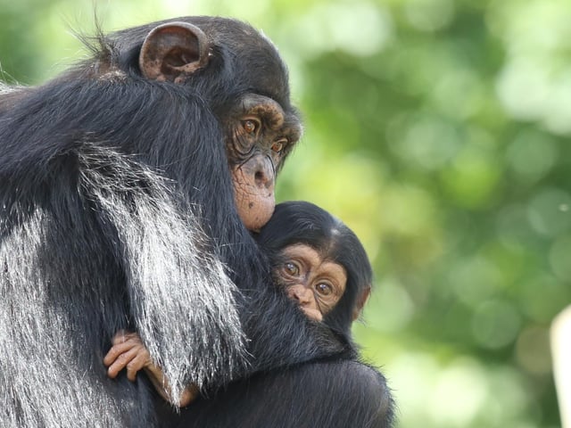 Masindi, a baby Western chimpanzee, was born at Edinburgh Zoo in 2020 - becoming the second chimp born in Scotland for over 20 years. In this photo, the seven-month-old is seen practising her climbing skills with the help of her older brother Velu.