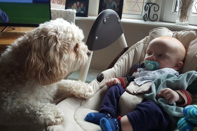 Sadie Petrie sent in this adorable snap of her dog Charlie watching over her baby grandson.