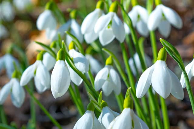 Snowdrops are the hopeful heralds of spring (Getty Images)