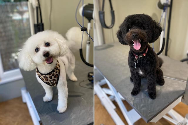 Grooming By Lee in Hutchinson Park is a one-to-one salon with an experience groomer. "Lee's just amazing with dogs, even anxious ones," said a reader, "She really takes her time to get to know the dogs she works with and it shows in their relaxed happy faces.”