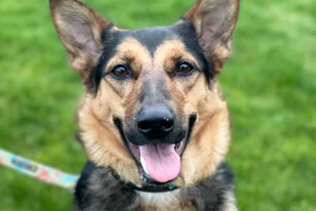 Ziva is a German Shepherd and Collie cross who loves other dogs (Edinburgh Dog and Cat Home)