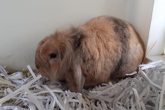 Bubbles is a bright little bunny looking for a safe home with plenty of space for him to hop around and explore, but would like access to a garden run during the summer.
