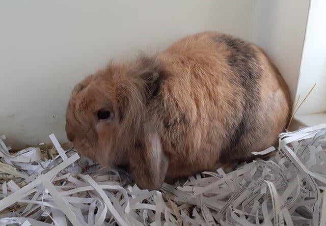 Bubbles is a bright little bunny looking for a safe home with plenty of space for him to hop around and explore, but would like access to a garden run during the summer.