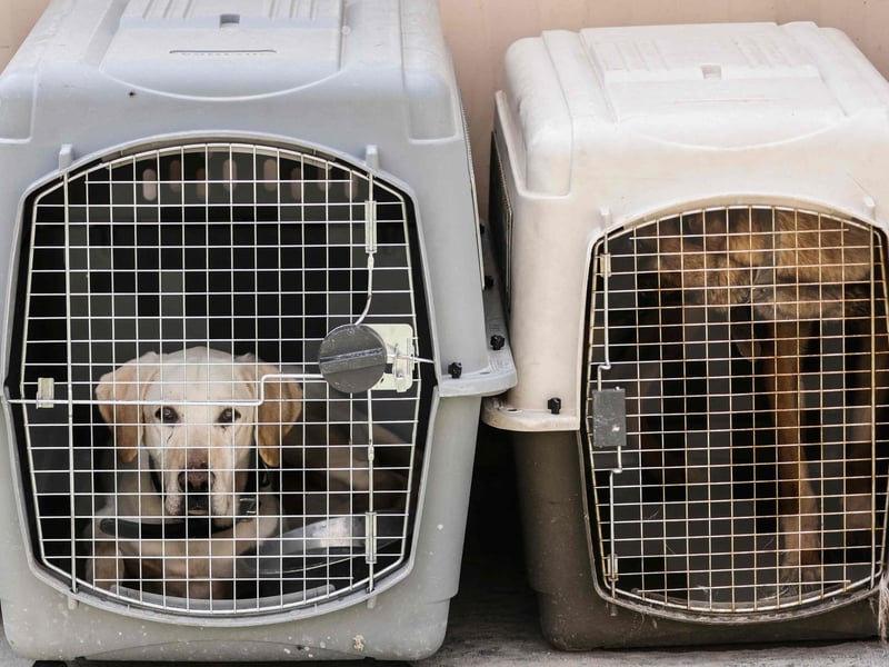 Big dogs - unfortunately small-ish boxes