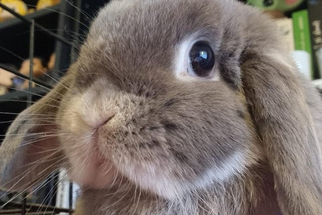 Alba Somoza Arango said: "This is Loca, she is a two year old Mini Lop. Her name means crazy lady in Spanish and we chose her name because she is absolutely nuts! She knows she is cute and sassy and we are pretty much her servants."