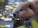 Did you know about the unusual connection between beavers and vanilla flavourings? (Photo: Shutterstock)